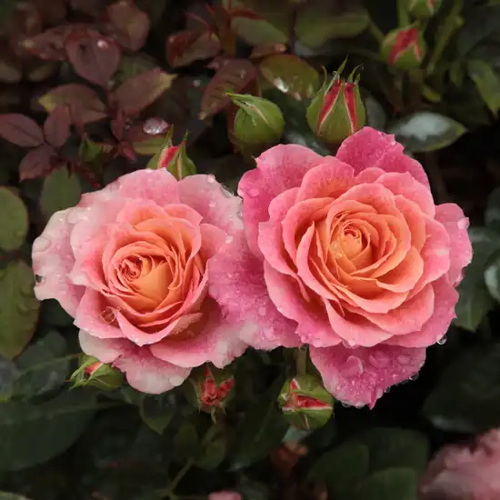 Trandafiri Grandiflora - Floribunda - Trandafiri - Michelle Bedrossian™ - 